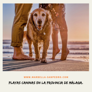 playa para perros