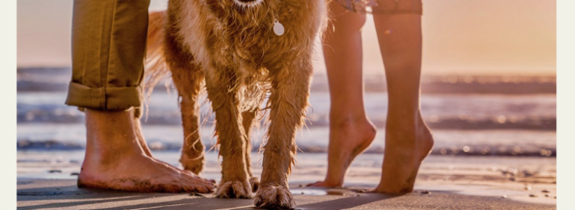 playa para perros