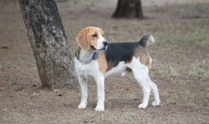 parque canino nagueles