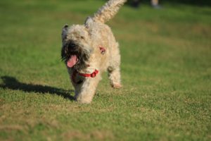 parque de perros